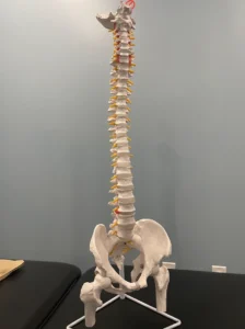 Lumbar spine anatomy model for back pain education