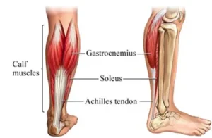 Achilles tendon anatomy - Burlington